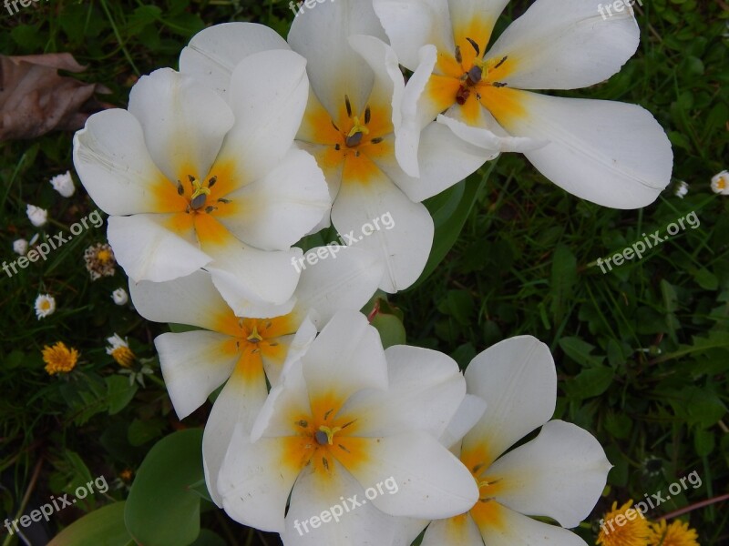 Flowers White Beautiful Plant Feelings