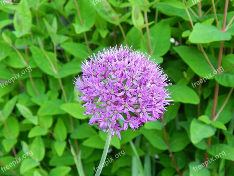 Flower Purple Blossom Bloom Red Purple