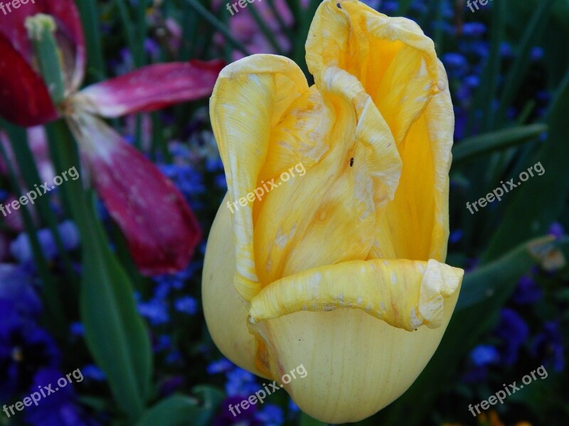 Tulip Flowers Nature Summer Yellow