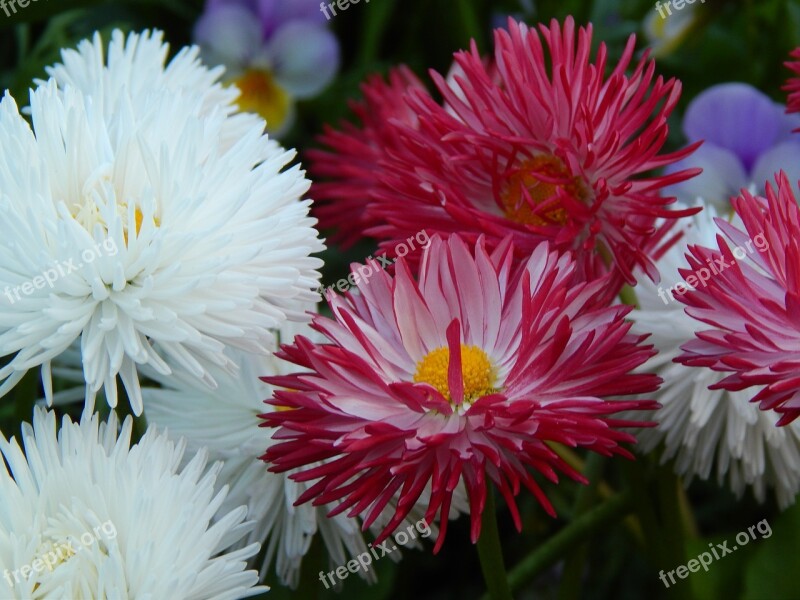 Daisy Nature Flowers Plant Spring