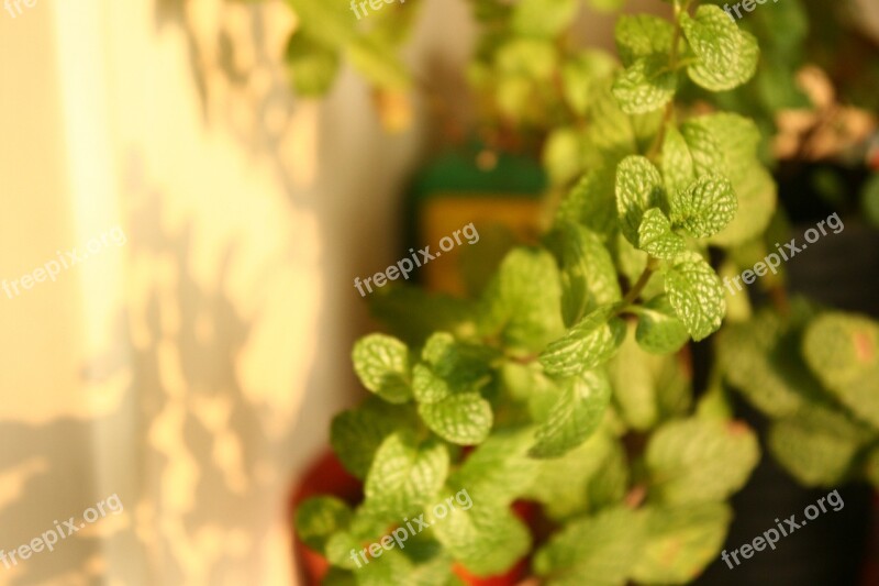 Mint Plant Green Plants Free Photos