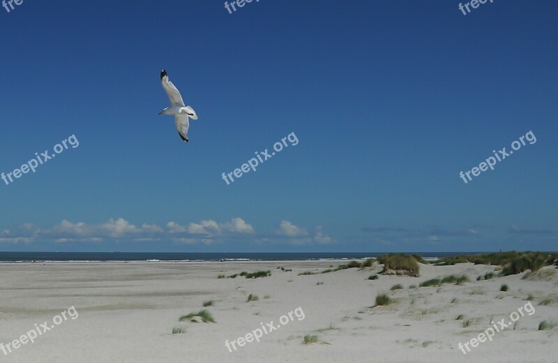 Seagull Beach Sky Summer Bird