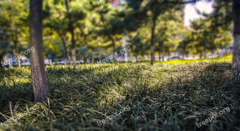 Grassland Green Belt Trees Roadside Free Photos