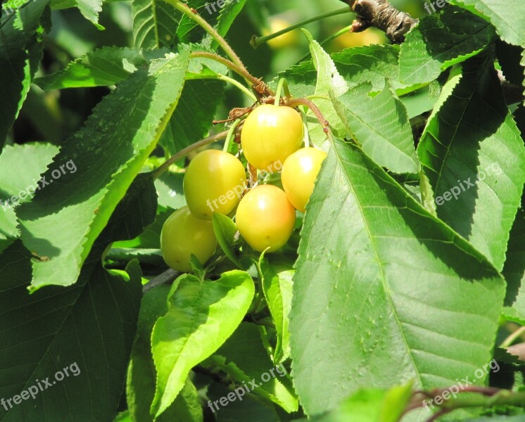 Cherries Ripening Yellow Tree Fruit