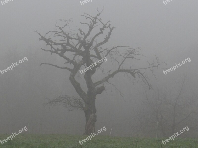 Fog Tree Colourless Nature Free Photos