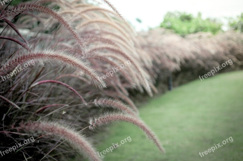 Gras Plant Green Nature Leaf