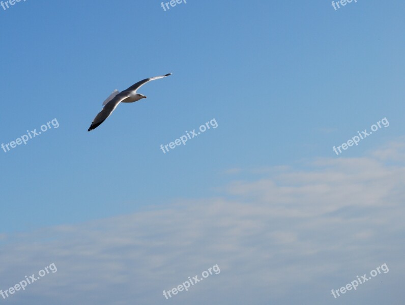 Seagull Fly Ala Sky Flight