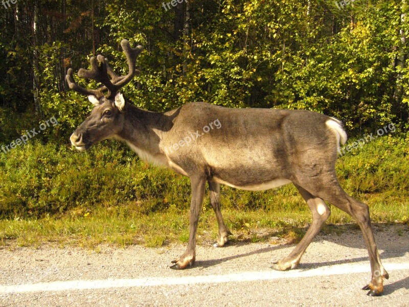 Deer Summer In The Forest Free Photos