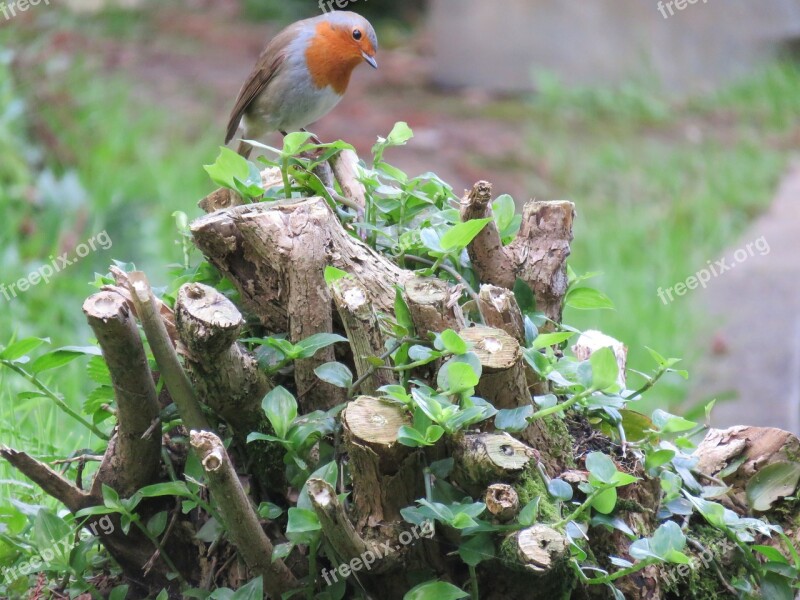 Robin Erithacus Rubecula Bird European Robin Small