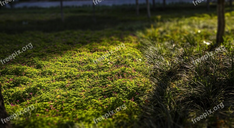 Grassland Afternoon Green Belt Little Red Flowers Roadside