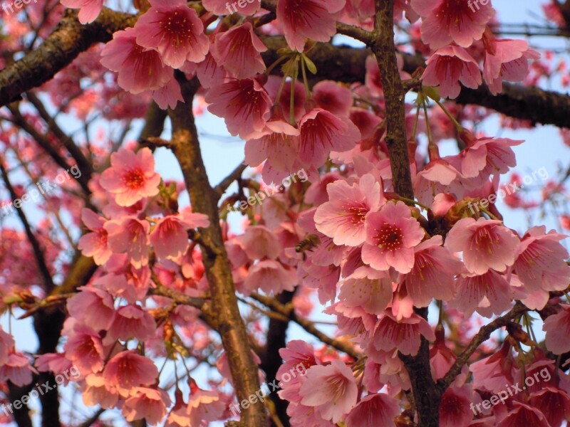 Prunus Sun Ming Shan Cherry Blossoms Wikiproject Taiwan Spring