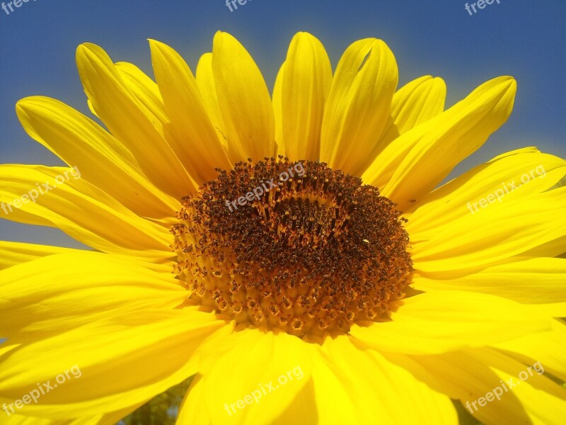 Sunflower Yellow Summer Flora Nature