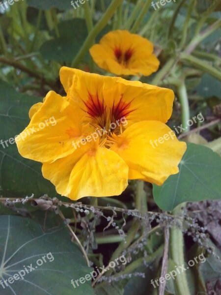 Nasturtium Orange Green Flower Blossom