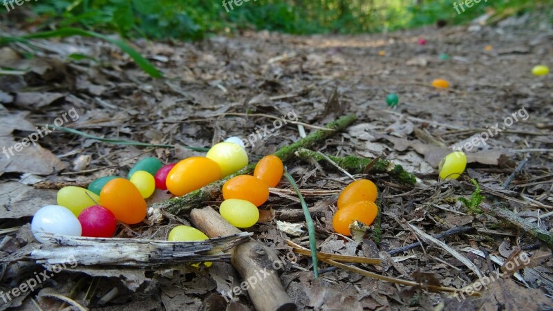 Easter Easter Eggs Forest Forest Floor Forest Path