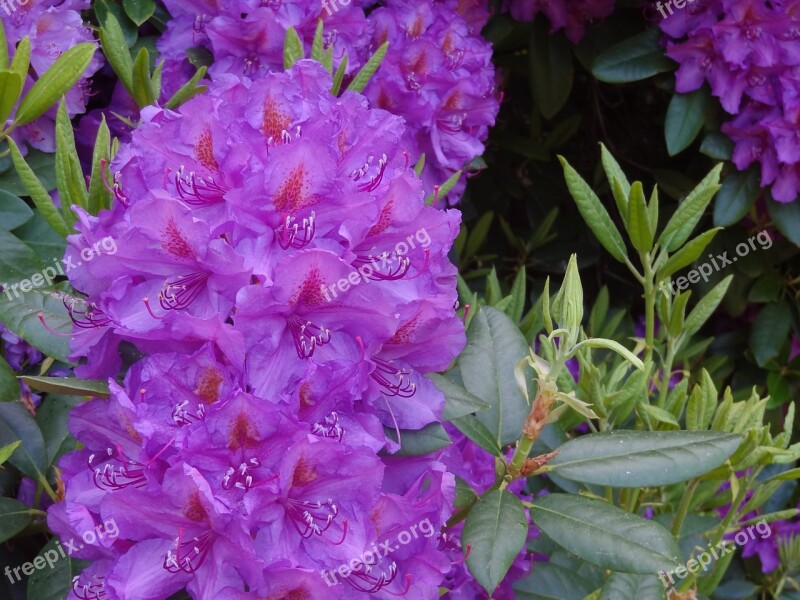 Rhododendron Rhododendrons Ericaceae Blossom Bloom