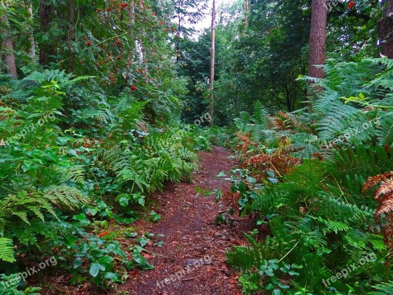 Forest Path Fern Forest Jungle Free Photos