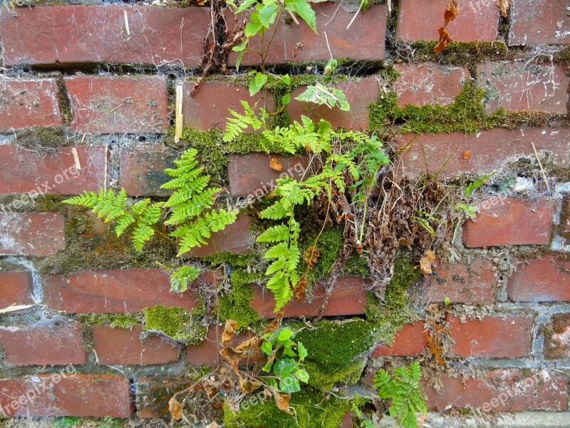 Wall Ferns Moose Cobweb Old