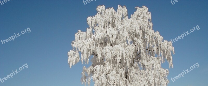 Tree Winter Hoarfrost Ripe Birch