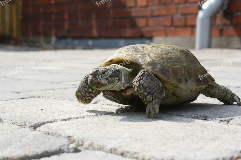 Turtle Green Outside Terrace Free Photos