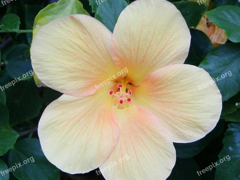 Hibiscus Blossom Bloom Yellow Marshmallow