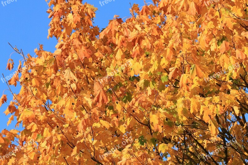 Fall Foliage Maple Autumn Mood Maple Tree Autumn