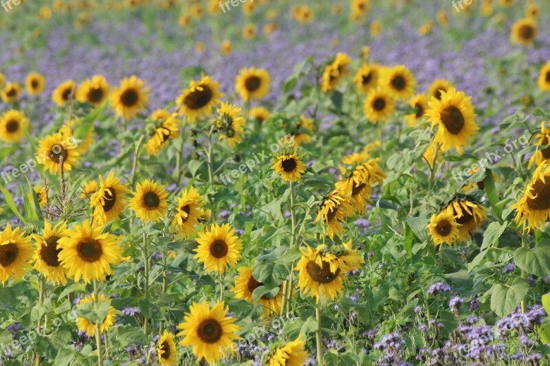 Sunflower Helianthus Annuus Composites Asteraceae Flowers