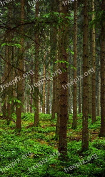 Trees Forest Slovenia Nature Free Photos