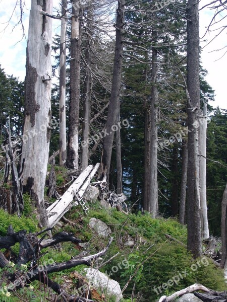 Forest Dieback Forest Decline Forest Outdoor Woods