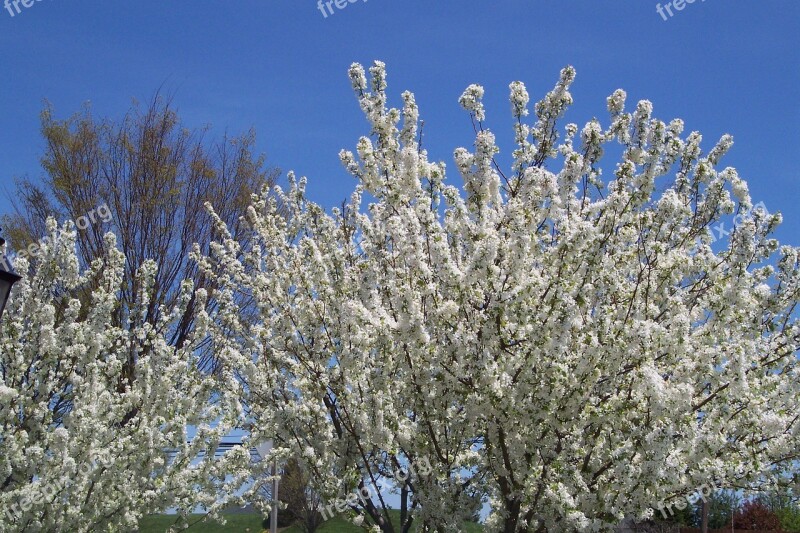 Spring Flowers Nature Blossom Garden