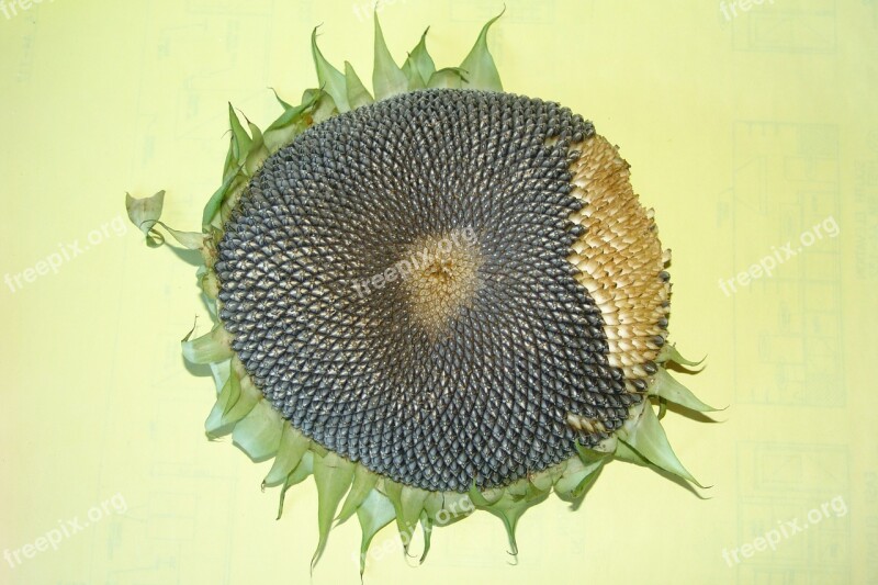 Sunflower Sunflower Seeds Sunflower Head Plant Flower