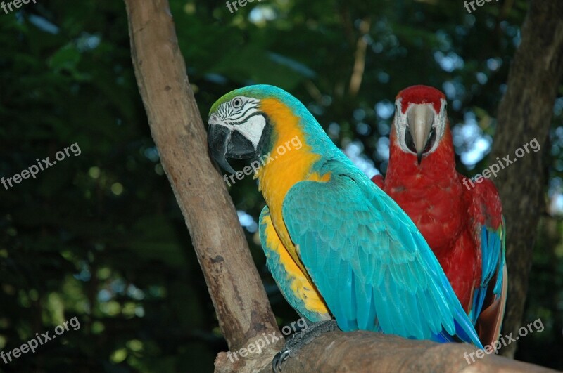 Ara Birds Brazil Free Photos