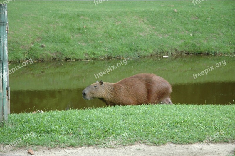 Capivara Brazil Aquatic Animal Free Photos