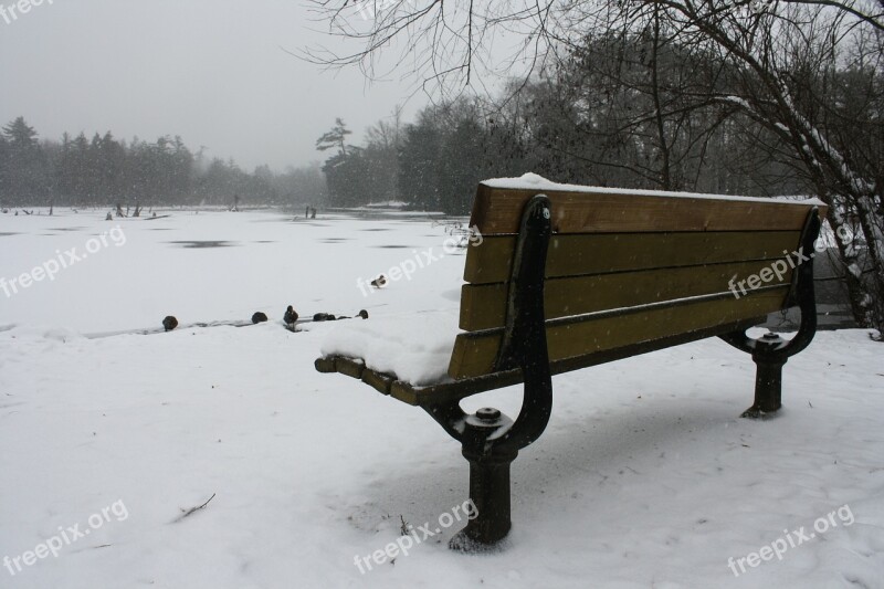 Bench Lake Landscape Duck Sitting