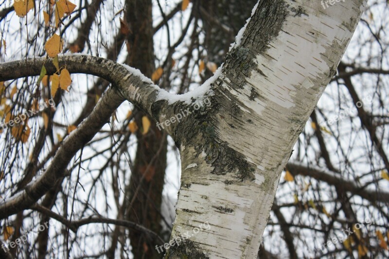 Birch Tree Branch Leaf Autumn