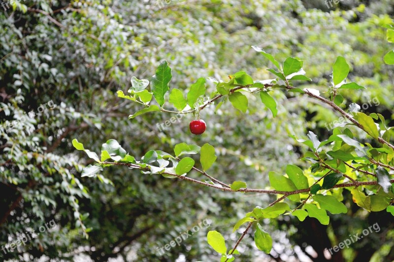 Frutas Acerola Verde Brasil Fruit