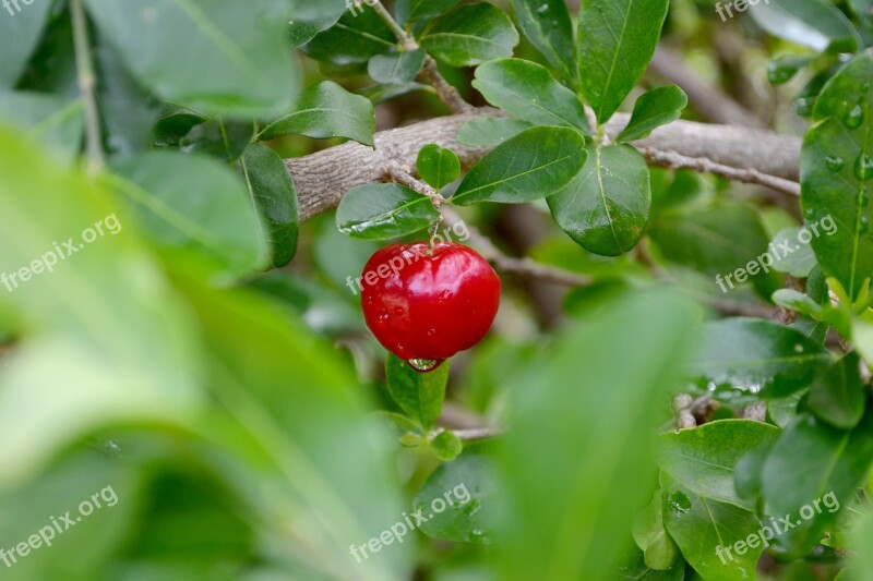 Frutas Acerola Verde Brasil Fruit