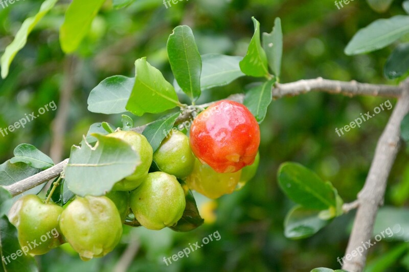 Frutas Acerola Verde Brasil Fruit