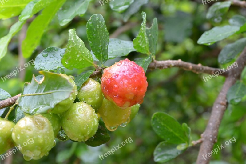 Frutas Acerola Verde Brasil Fruit