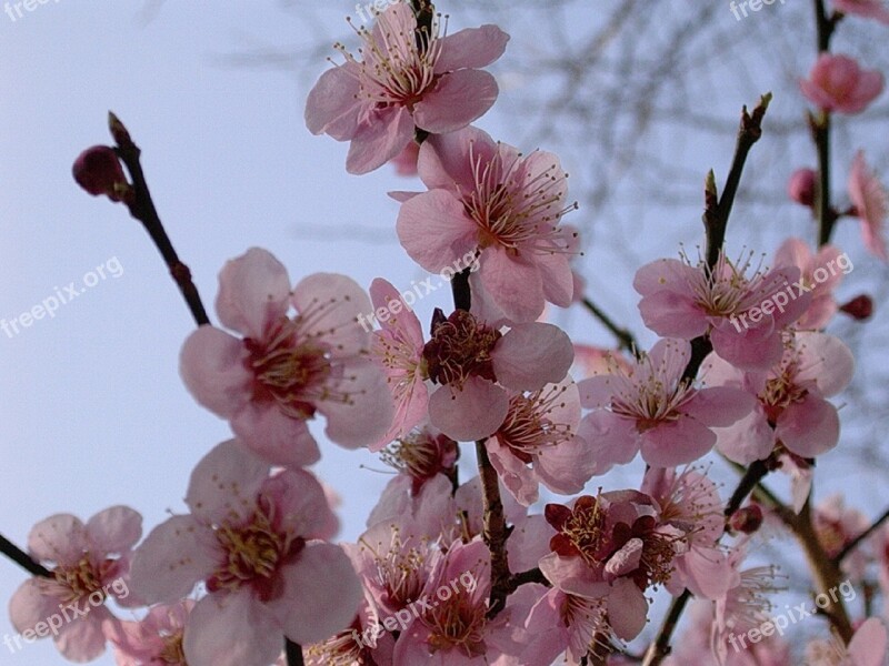 Cherry Blossoms Trees Spring Pink Flower