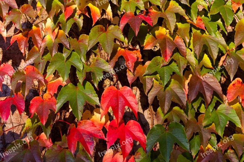 Leaves Fall Autumn Colors Red