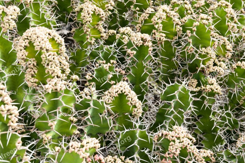 Cactus Plant Pattern Nature Green