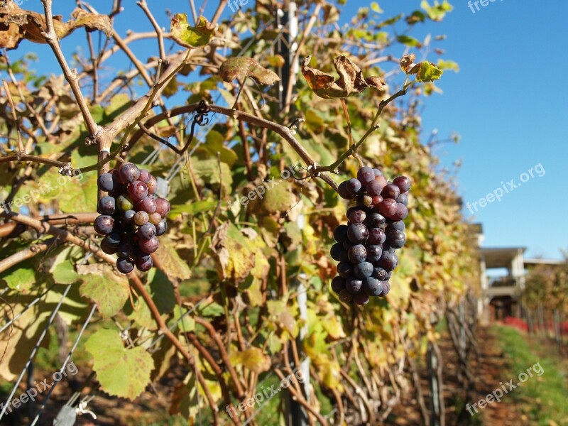 Vineyard Wine Agriculture Food Harvest