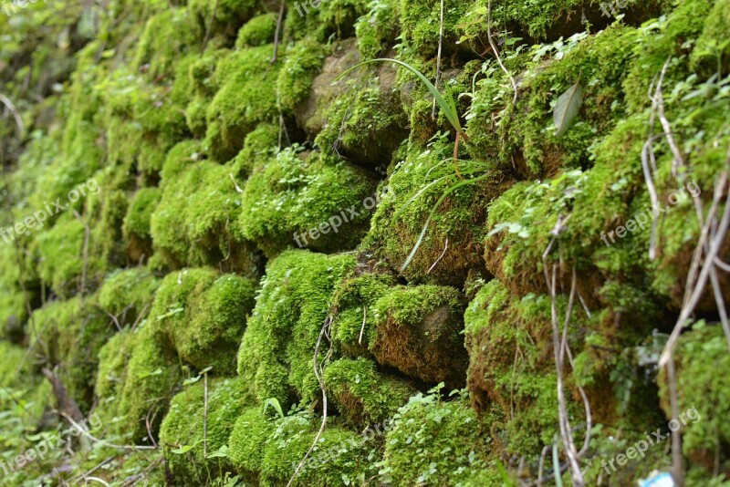 Stone Wall Moss Wall Texture Green