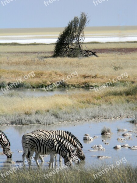 Tree Africa Namibia Desert Nature