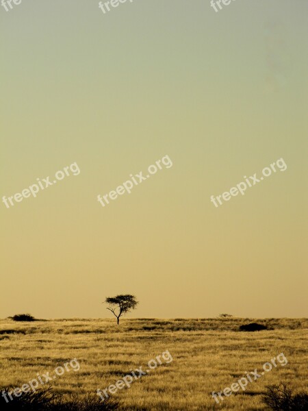 Tree Africa Namibia Desert Nature