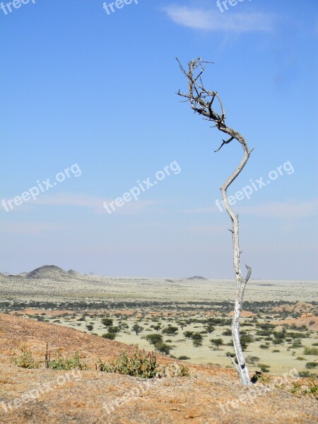 Tree Africa Namibia Desert Nature