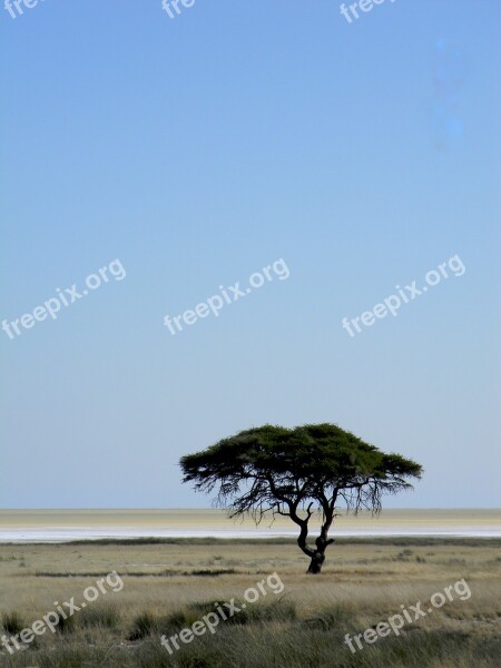 Tree Africa Namibia Desert Nature