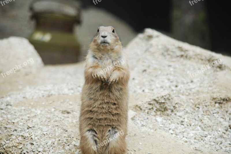 Prairie Dog Rodent Sand Free Photos