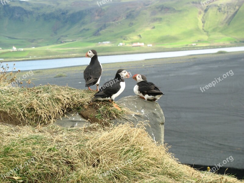 Puffin Bird Iceland Free Photos