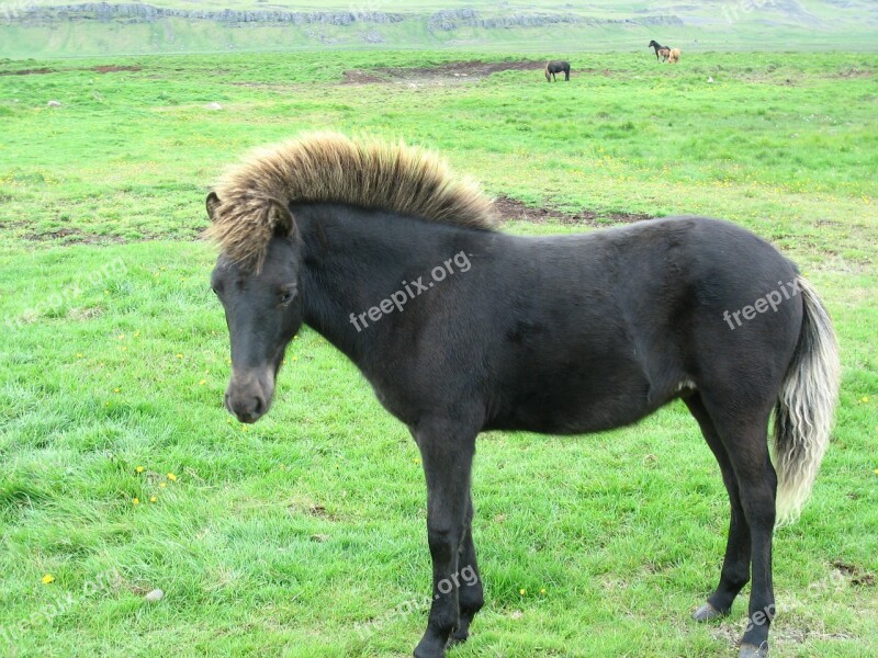 Iceland Pony Horse Free Photos